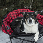 Lazy Dog Bed
