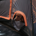 Bear Den 9 Cabin Tent